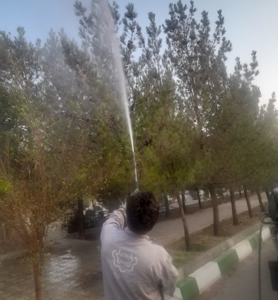 شستشوی ۱۶هزار اصله درخت آرامستان بهشت معصومه(س) 
